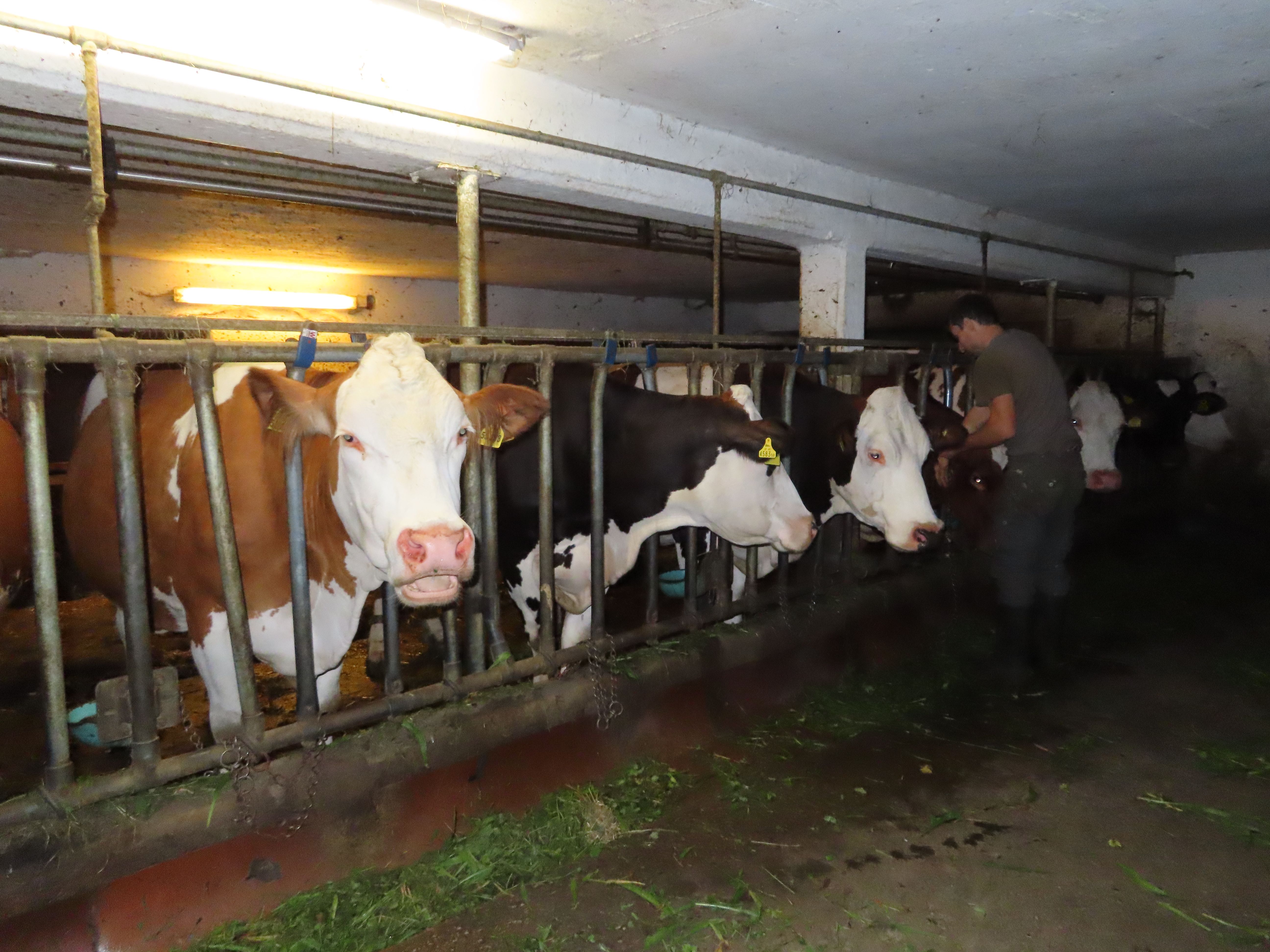 Our Farm 1