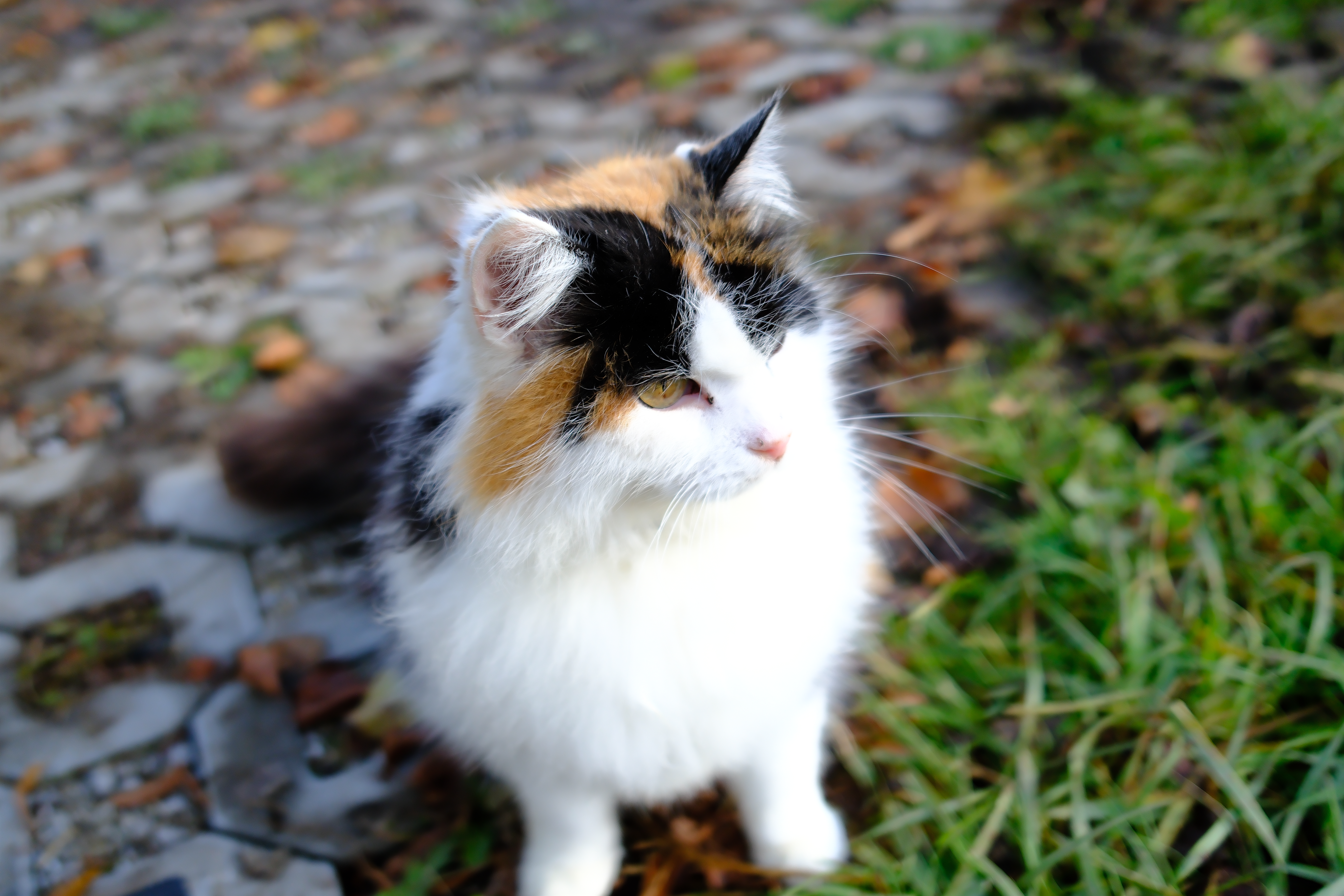 meomeo